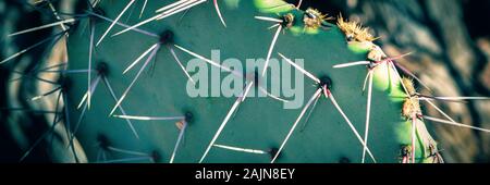 Panoramic format close up of spines on pad of prickly pear cactus with back lighting, Arizona, USA Stock Photo