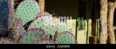 Panoramic format close up of purple spines on green cactus pads in the courtyard of a rustic building  in Tubac, Arizona, USA Stock Photo