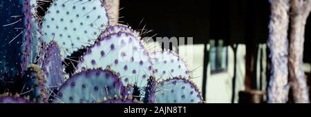 Panoramic format close up of purple spines on green cactus pads in the courtyard of a rustic building  in Tubac, Arizona, USA Stock Photo