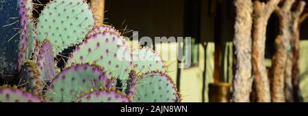 Panoramic format close up of purple spines on green cactus pads in the courtyard of a rustic building  in Tubac, Arizona, USA Stock Photo