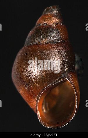 New Zealand invasive mud snail (Potamopyrgus) Stock Photo