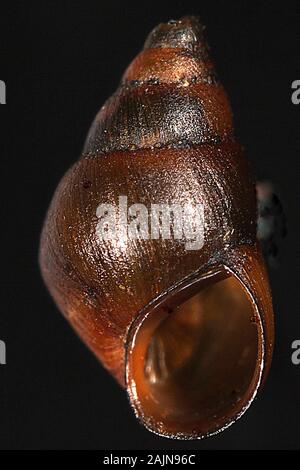 New Zealand invasive mud snail (Potamopyrgus) Stock Photo