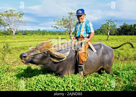 Rizal, Palawan, Philippines: Proud old happy farmer riding a philippine water buffalo, called carabao, in the rice fields Stock Photo