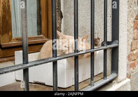 Elderly cat sleeping in a polystyrene box on a windowledge protected by bars on a street in Venice, Italy. Stock Photo