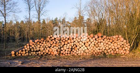 Pile of freshly cut logs in a forest in Wiltshire Stock Photo