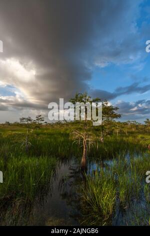 Evening storm clouds over young cypress trees in Everglades National Park. Stock Photo