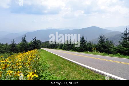 Wildflowers along the Blue Ridge Parkway, Great Smoky Mountains ...