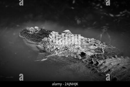 Black and white of an American alligator lurking in water Stock Photo