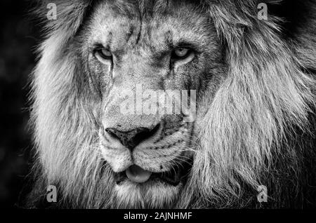 Ferocious stare of a powerful male African lion in black and white Stock Photo