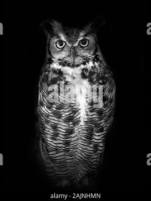 Great horned owl, known by its scientific name Bubo virginianus, isolated on dark background in black and white Stock Photo