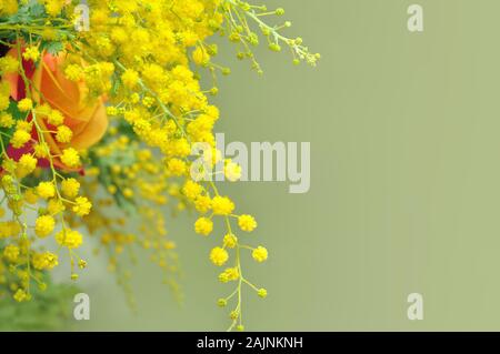 Yellow mimosa flowers, the symbol of International Women's Day Stock Photo