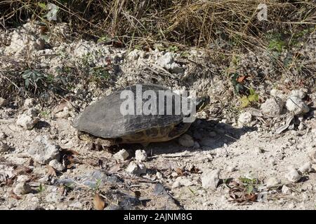 Turtle in National Park Everglades in Florida USA Stock Photo