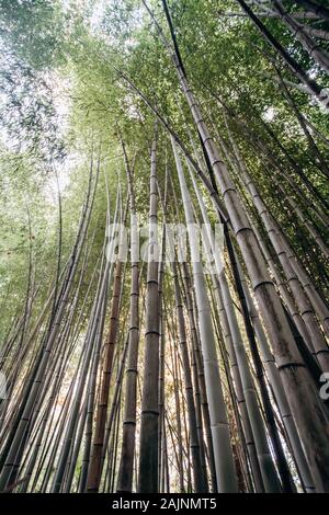 View from below of long bamboo stalks. Pattern of green vertical lines with the blue background of the sky. Natural picture of a Bamboo forest. Stock Photo