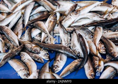 Fresh anchovy fish. Seafood european pile of anchovy fish. Black sea anchovies placed in the family Engraulidae. Lots of anchovies for sale Stock Photo