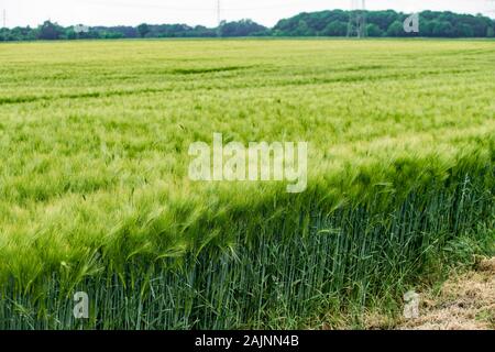 Young green barley growing in the field Stock Photo