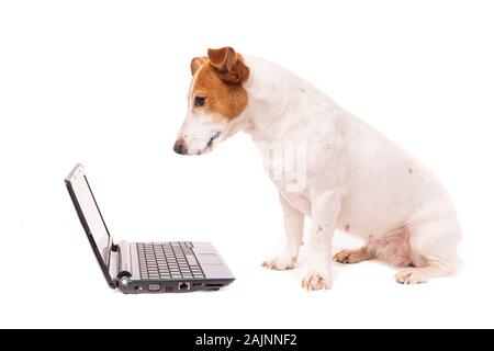 jack russell dog using a computer and browsing the internet Stock Photo