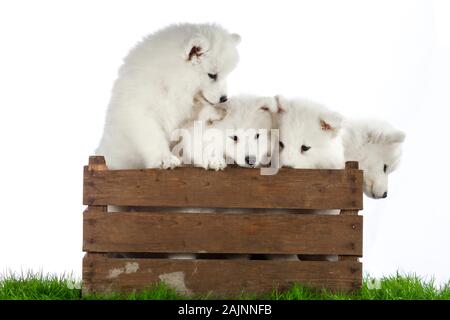 samoyed dogs puppies isolated on white Stock Photo