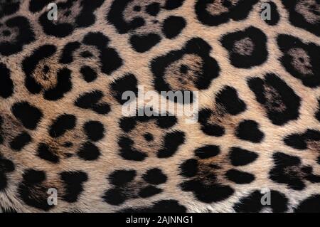 Jaguar fur texture background with beautiful spotted camouflage Stock Photo
