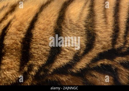 Orange and black striped tiger fur animal background pattern Stock Photo