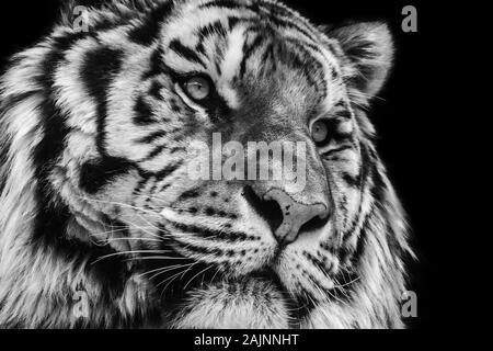 Powerful black and white high contrast animal portrait of a tiger face Stock Photo