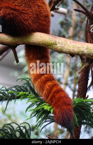 Red weasel playing on a tree at sunny day in the zoo. Stock Photo