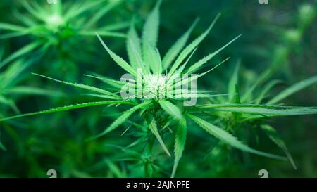 blooming green sativa cannabis bud. beautiful plant of medical marijuana. Stock Photo