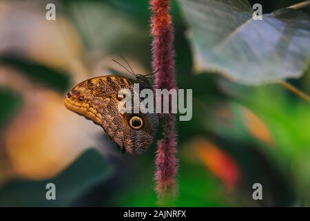 Forest Giant Owl butterfly (Caligo eurilochus) Stock Photo