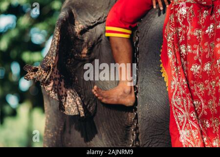 Details of elephant on chains. Elephant exploited for work and tourism in Thailand. Stock Photo