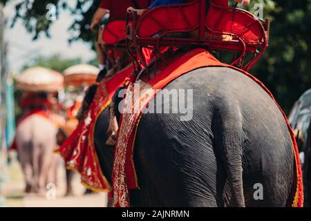 Details of elephant on chains. Elephant exploited for work and tourism in Thailand. Stock Photo