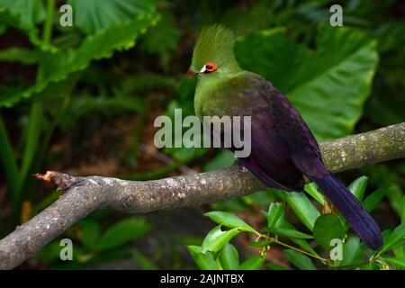 Guinea turaco sitting on a branch, also known by its scientific name Tauraco persa Stock Photo