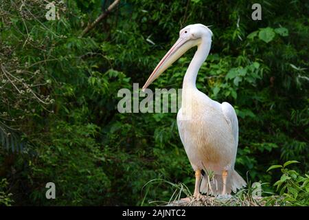 Bird portrait of a Great white pelican, scientific name Pelecanus onocrotalus Stock Photo