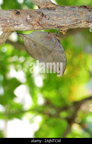 Kallima inachus butterfly with incredible evolutionary camouflage, also known as orange oakleaf or dead leaf Stock Photo