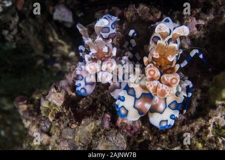 Two Harlequin shrimps (Hymenocera picta) close up of this tiny patterned brightly colored crustaceans. Stock Photo