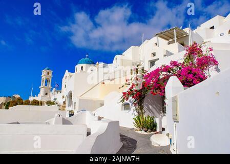 Colorful Bougainvillea flowers with white traditional buildings in Oia, Santorini, Greece Stock Photo