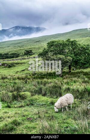 The sheep in field with mountains on  the background Stock Photo