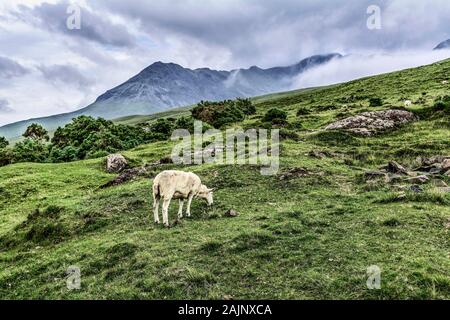 White sheep in fields of scotland with mountains on a background Stock Photo