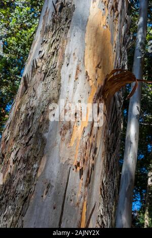 The trunk of an old birch tree falling into two parts against the blue ...