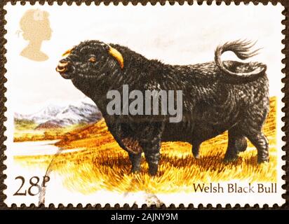 Black bull on british postage stamp Stock Photo