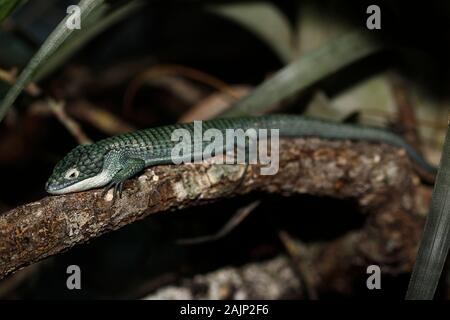 Alligator Lizard, abronia graminea, Adult laying on Branch