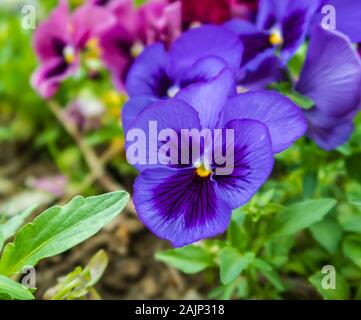 Purple pansies in the garden Stock Photo