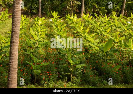 Banana tree plantation and the marigold flowers in-between in a farm near Gobichettipalayam, Tamil Nadu, India Stock Photo