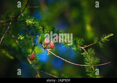 Thin graceful branches of larch with bright green long needles and reddish small cones that grow in the summer on a clear day. Stock Photo