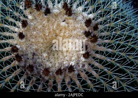 Echinocactus grusonii, popularly known as the golden barrel cactus, golden ball or mother-in-law's cushion Stock Photo