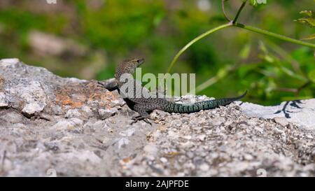 Lizard taking sun on rock. Green nature in the background. Stock Photo