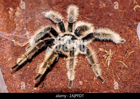 CURLYHAIRED TARANTULA. (TLILTOCATL ALBOPILOSUM Stock Photo - Alamy