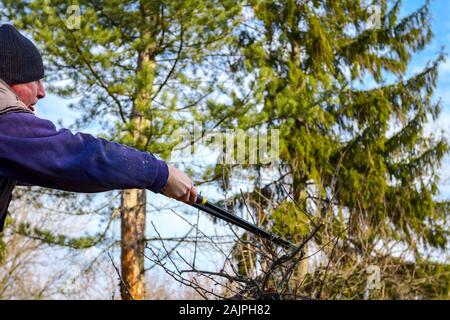 Elderly man, gardener is climbed up in treetop he pruning branches of fruit trees using loppers at early springtime. Stock Photo