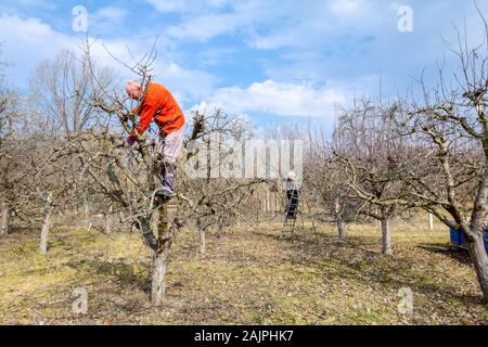 Senior man and woman are pruning branches of fruit trees in orchard using loppers at early springtime. Stock Photo