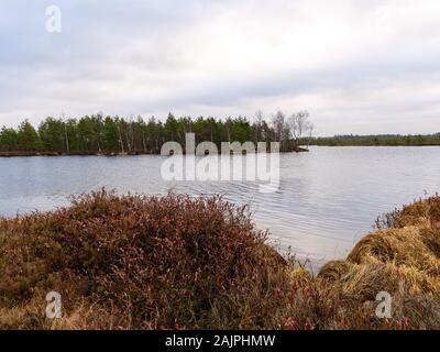 bog landscape with red mosses, small bog pines, small bog lakes and wind moving water Stock Photo