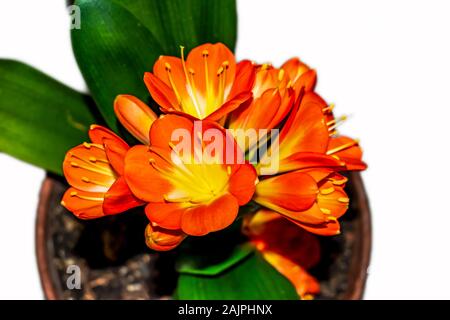 flowering potted plant Clivia Miniata in the family of Amaryllidaceae view from above on a white background
