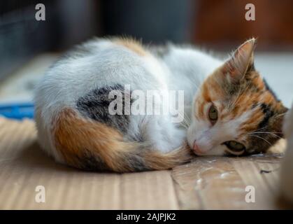 Kitten with white and orange patterns. He's about to sleep on the cardboard. Close up. Stock Photo